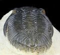Hollardops Trilobite - With Orange Eyes #56536-3
